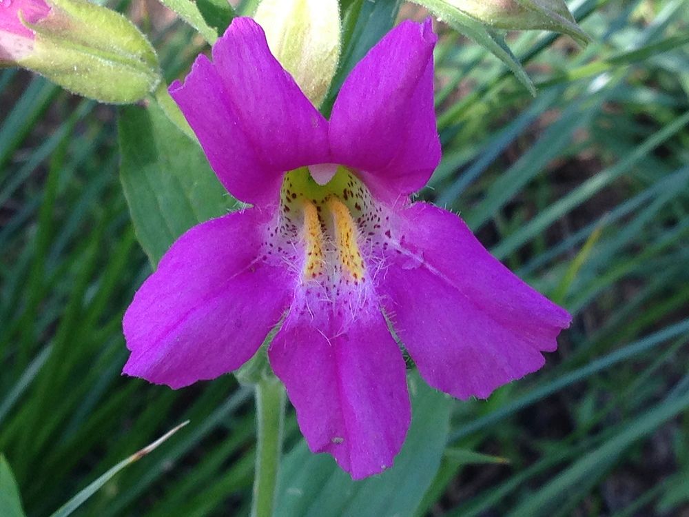 Lewis' monkeyflower (Mimulus lewisii) by Dawn Webster. Original public domain image from Flickr