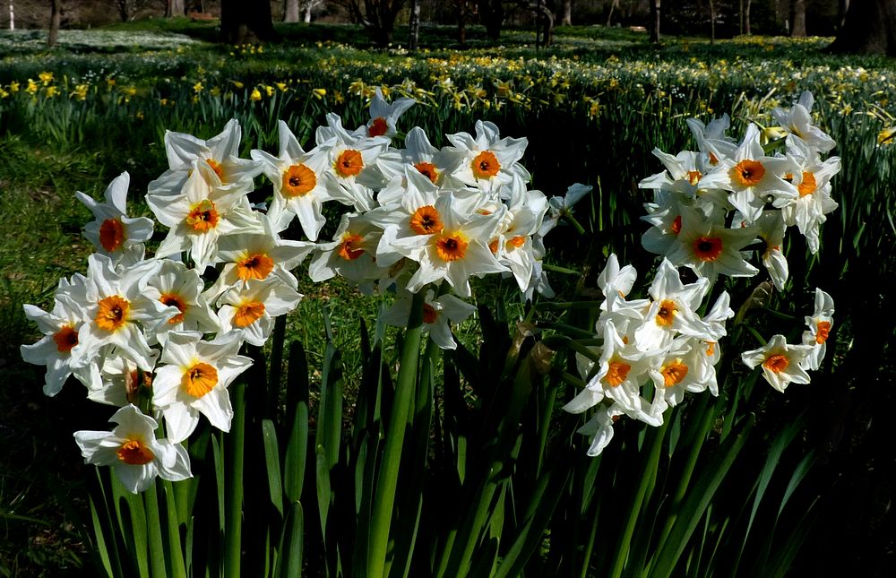 Spring is in the air. NZ. Original public domain image from Flickr