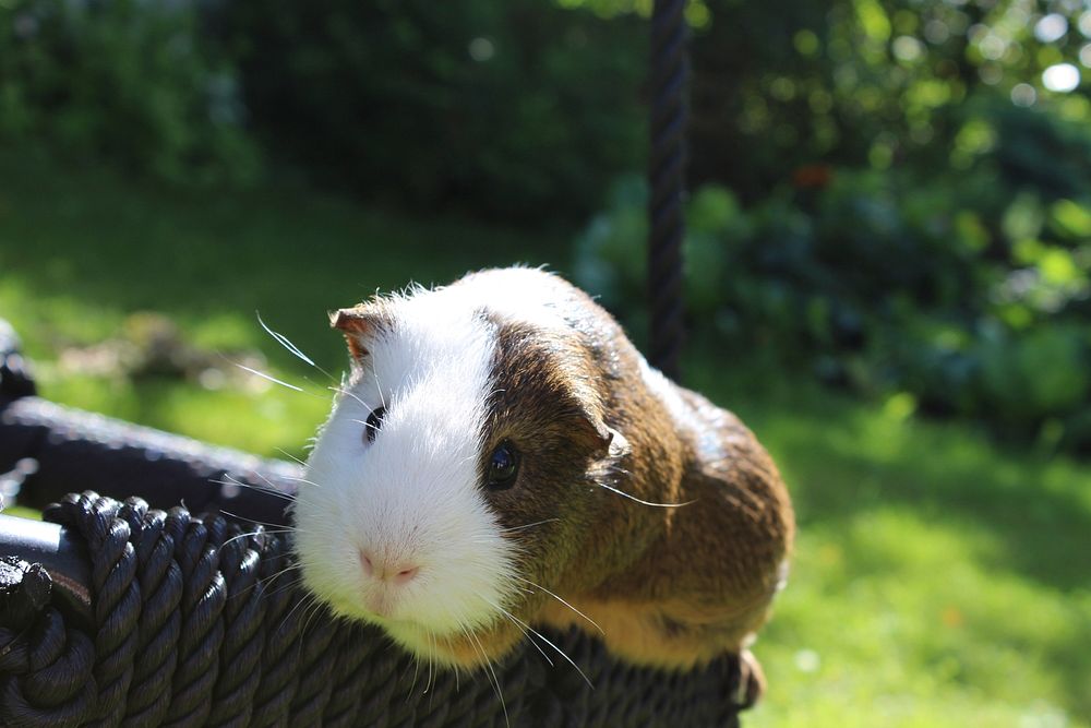 Noppa, the Guinea Pig. Original public domain image from Flickr