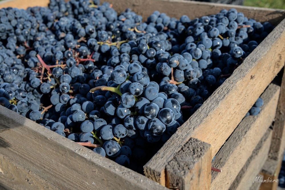 Black grapes in a wooden box. Free public domain CC0 photo.