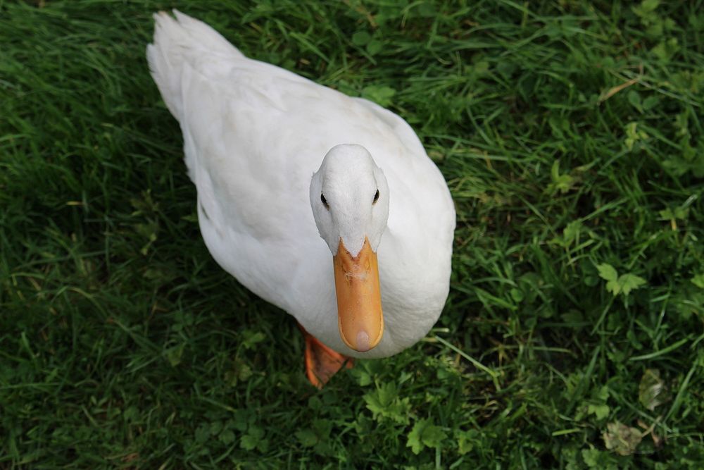 White duck looking up. Free public domain CC0 image.