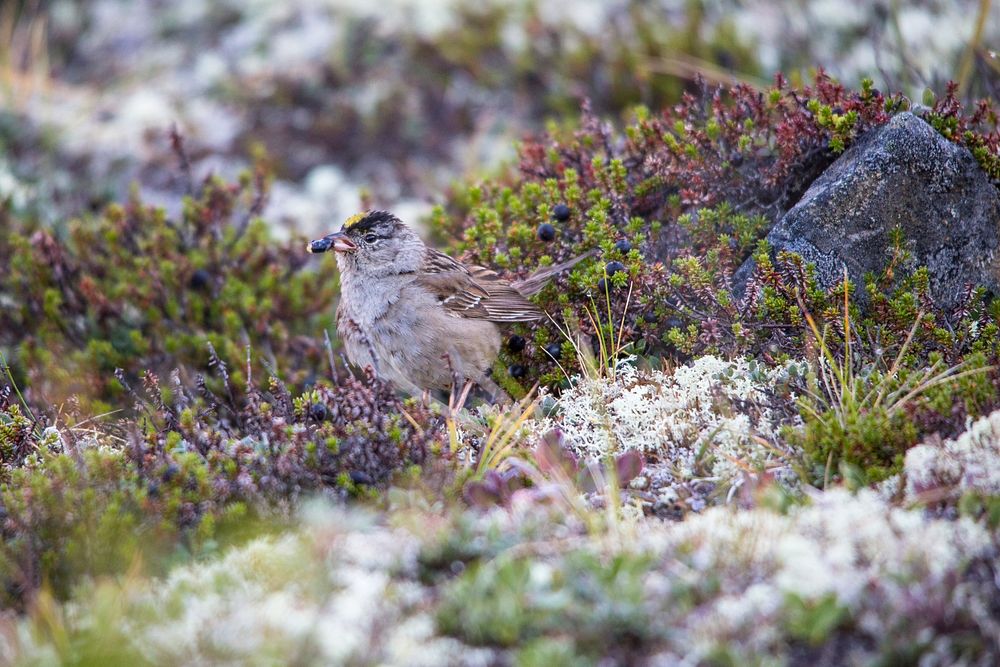 Golden-crowned Sparrow with Crowberry - Zonotrichia atricapilla. Original public domain image from Flickr