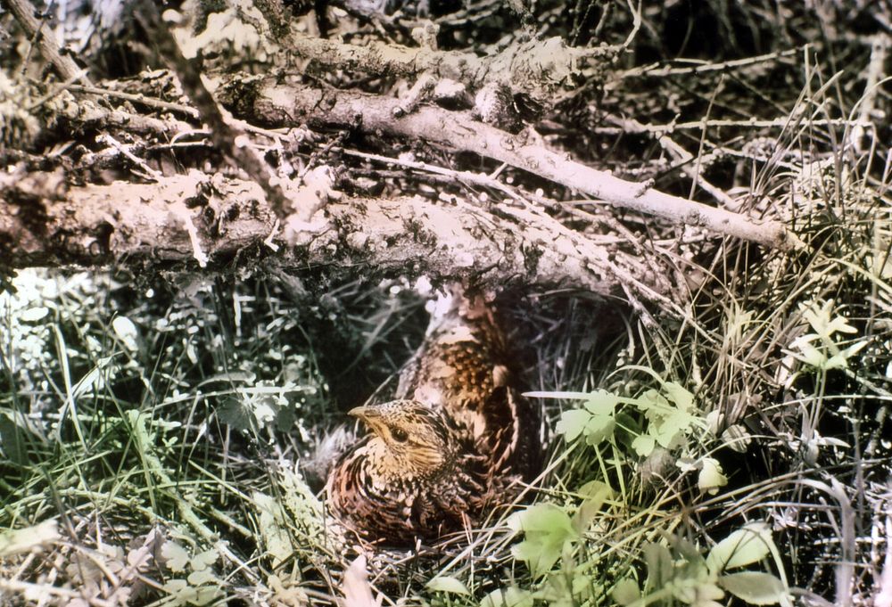 Ruffed Grouse on Nest, Malheur NF 1938. Original public domain image from Flickr