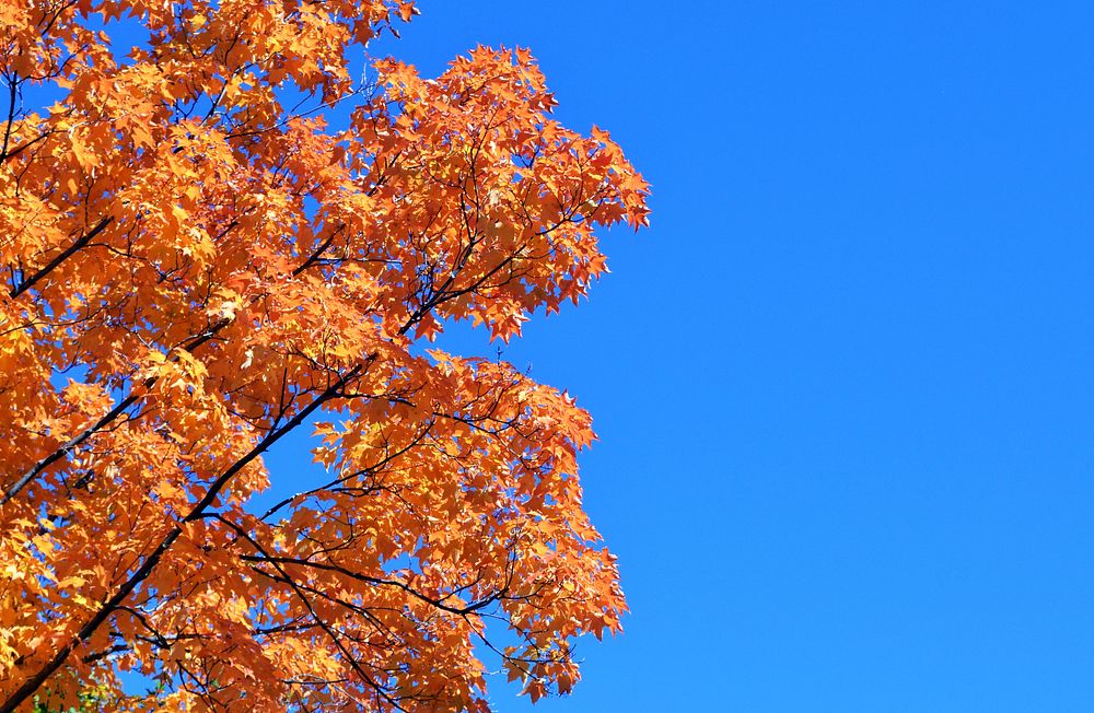 Orange autumn tree and blue sky. Original public domain image from Flickr