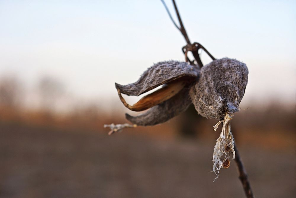 Milkweekd pods releasing seed. West Virginia, 2014. Original public domain image from Flickr