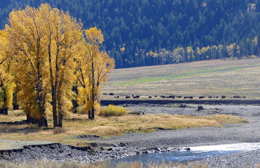 Cottonwoods and bison along the Lamar River. Autumn color in the cottonwoods in Lamar Valley by Diane Renkin. Original…