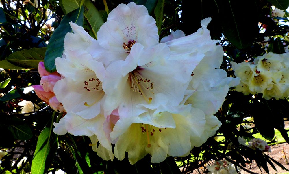 Grand Marquis. Rhododendrons.Large deep green leaves enhance the large trusses of creamy white flowers with open early…