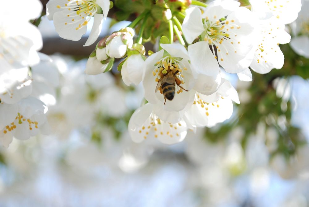 Honey Bee Collecting Pollen from Cherry Flowers.