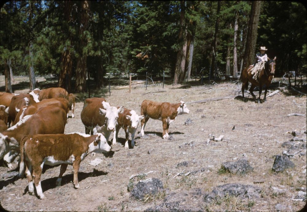 Wallowa-Whitman NF - Bally Cattle, Starkey Unit, OR 1954. Original public domain image from Flickr