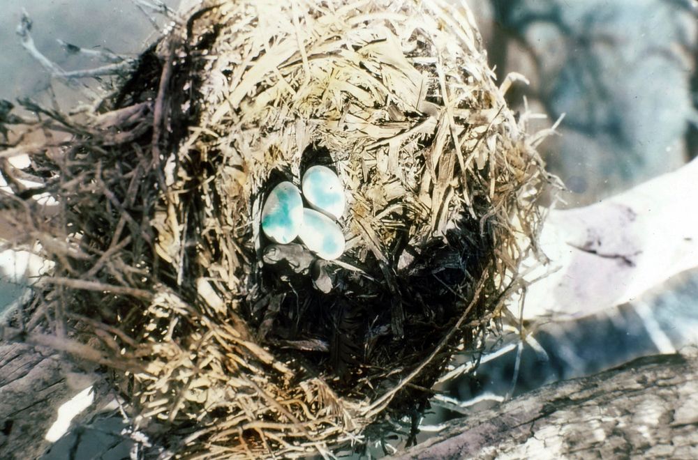 Farallon Cormorant Nest & Eggs, Fremont NF. Original public domain image from Flickr