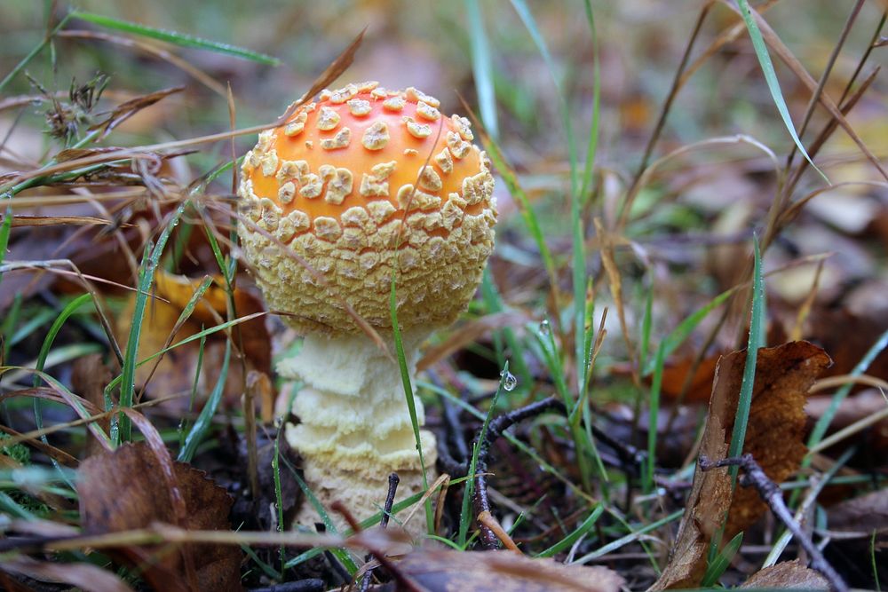 Fly agaric mushroomPhoto by Courtney Celley/USFWS. Original public domain image from Flickr