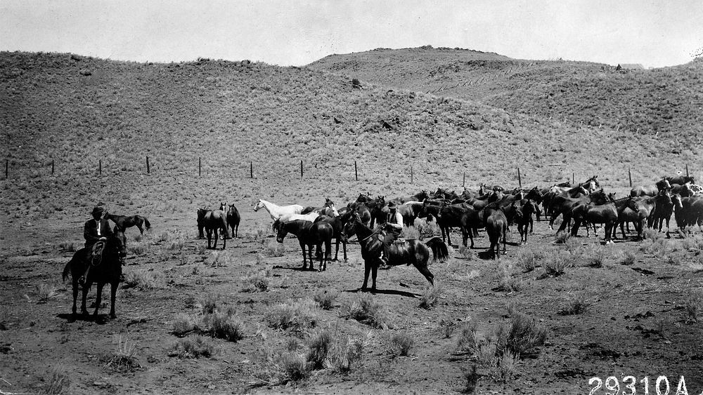Horses from NF Ranges for WWI in Europe, Malheur NF, OR 1916. Original public domain image from Flickr
