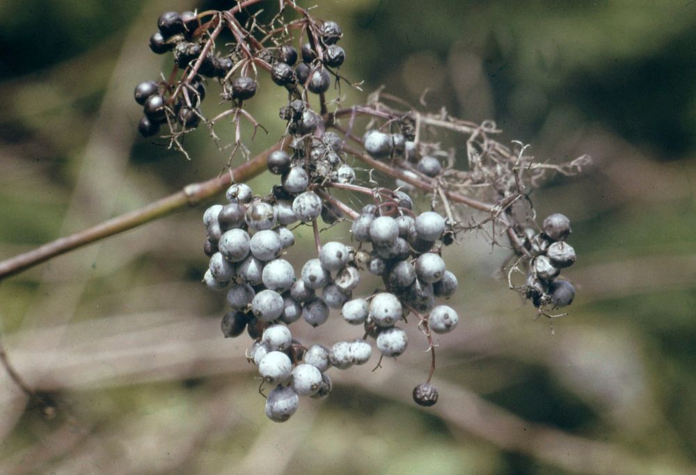 Willamette NF - Shrub Berries, OR 1978. Original public domain image from Flickr