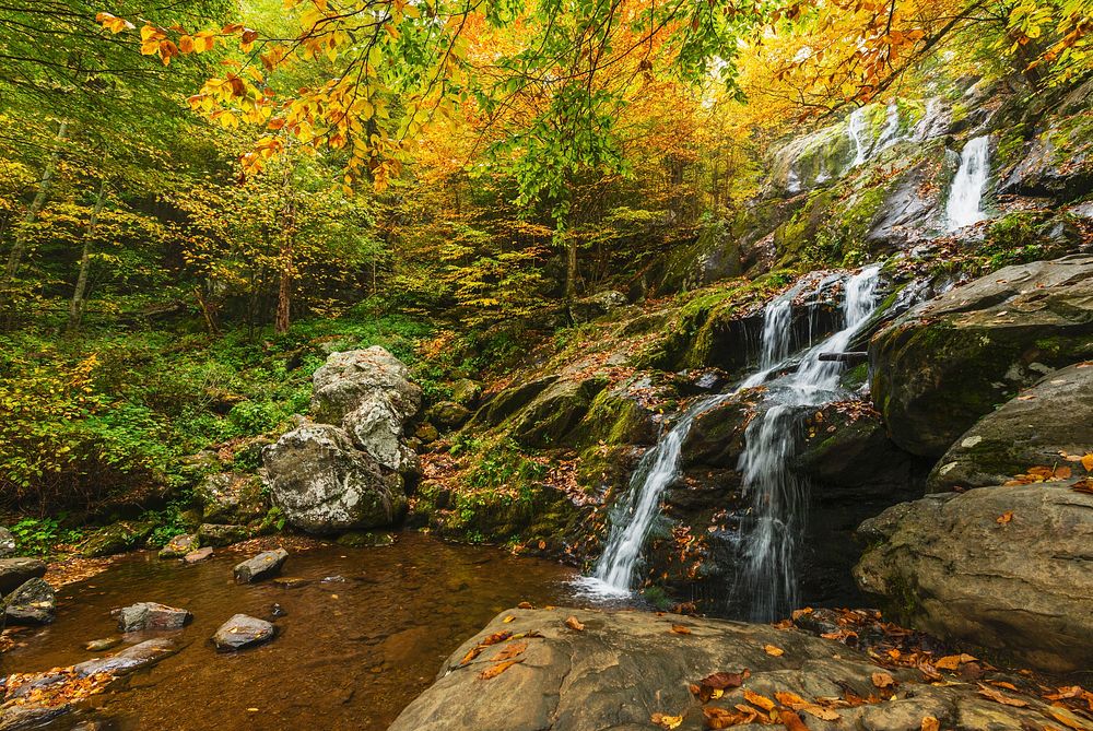 Autumn stream forest, nature background. Free public domain CC0 photo.