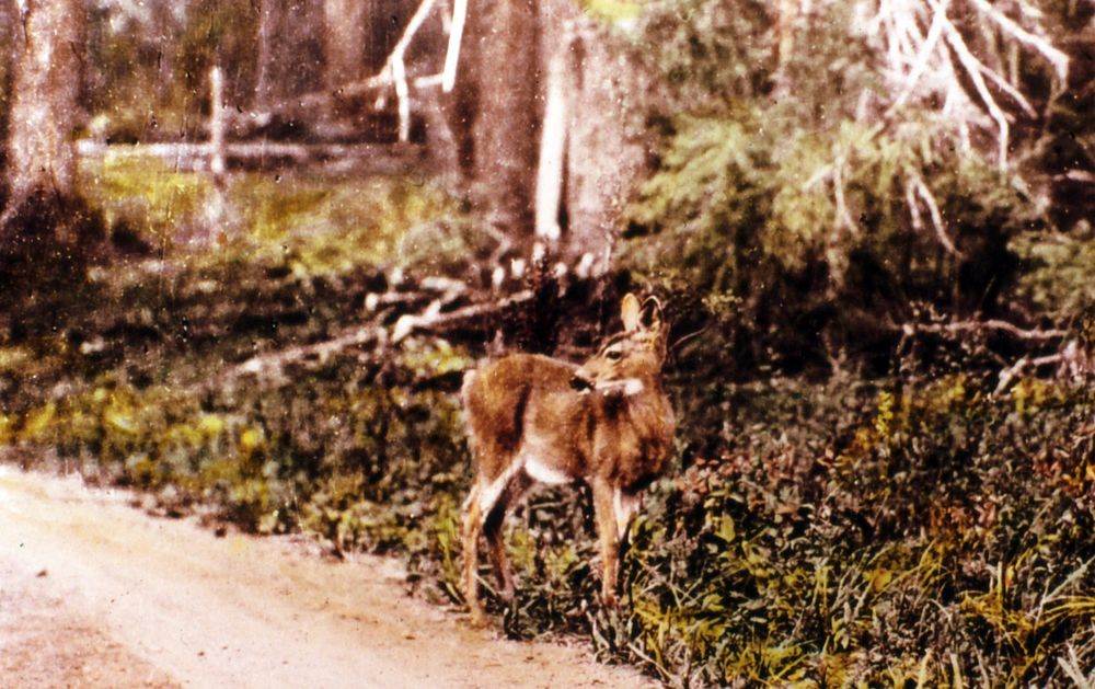 Mule Deer on Roadside, Fremont NF. Original public domain image from Flickr