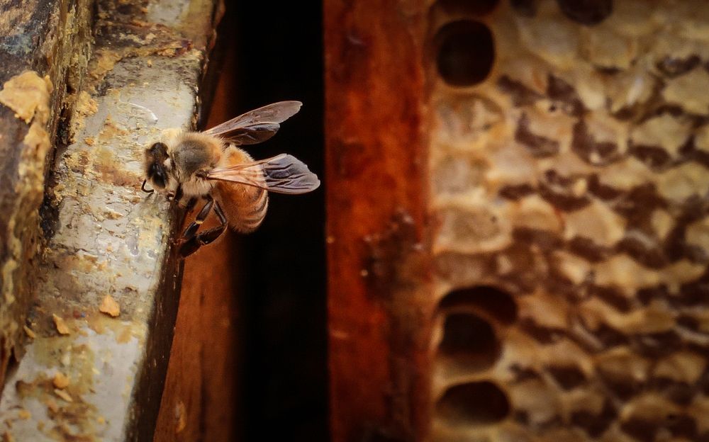 An Apiary super and honey comb attract a bee to the honey bee and apiary display at the U.S. Department of Agriculture…