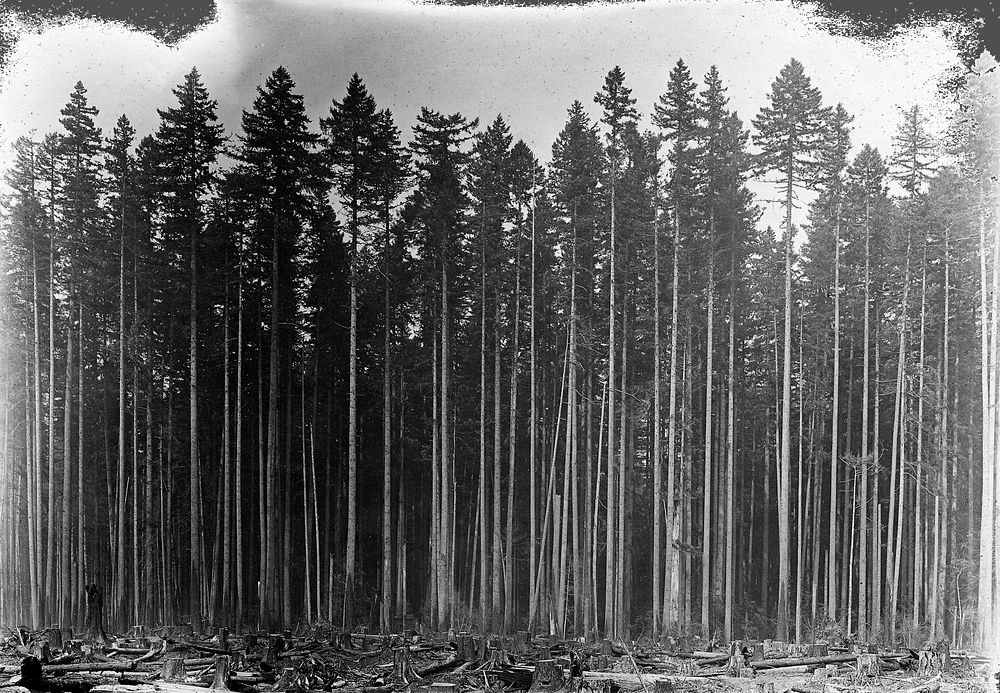 Forest in Coast Range, Siuslaw National Forest Historic Photo. Original public domain image from Flickr