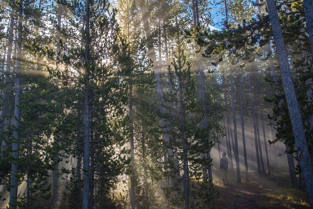 Sun rays shining through steam and trees at Norris Geyser Basin by Neal Herbert. Original public domain image from Flickr