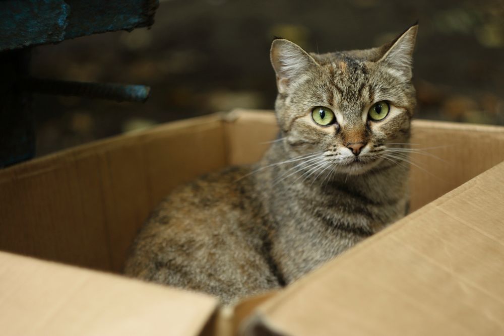 Stray cat in the box.