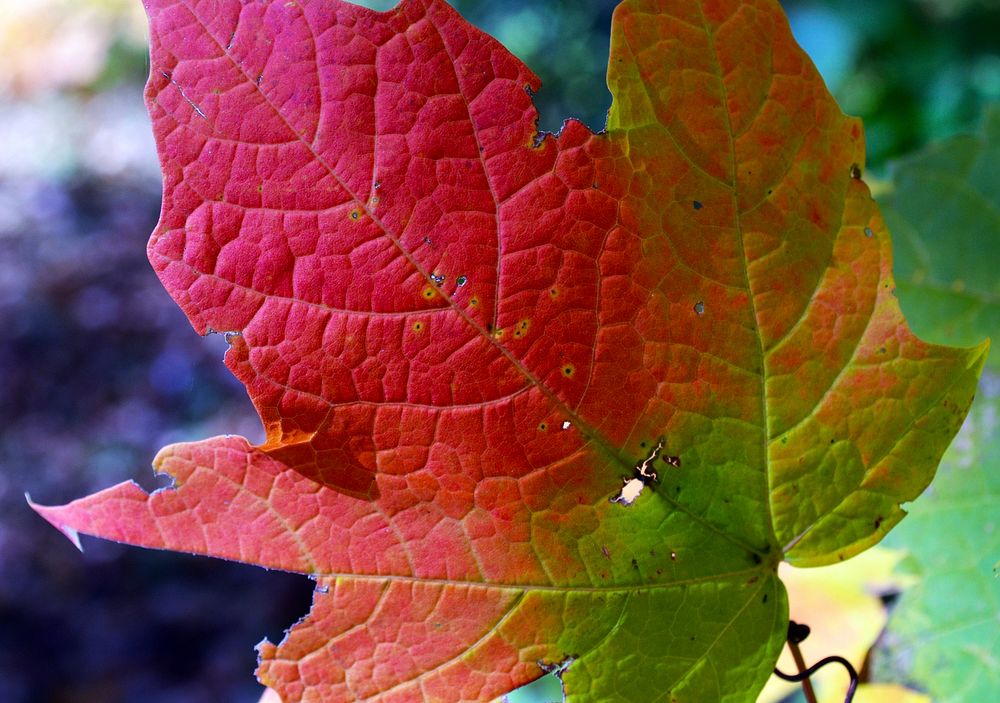Multi-color maple leafPhoto by Joanna Gilkeson/USFWS. Original public domain image from Flickr
