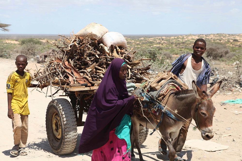 A woman leads a donkey cart loaded with firewood in the outskirts of Kismayo, Somalia on October 23, 2015. AMISOM Photo/…