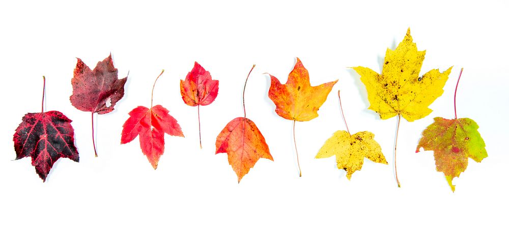 Maple leaf, Autumn aesthetic. Free public domain CC0 photo.