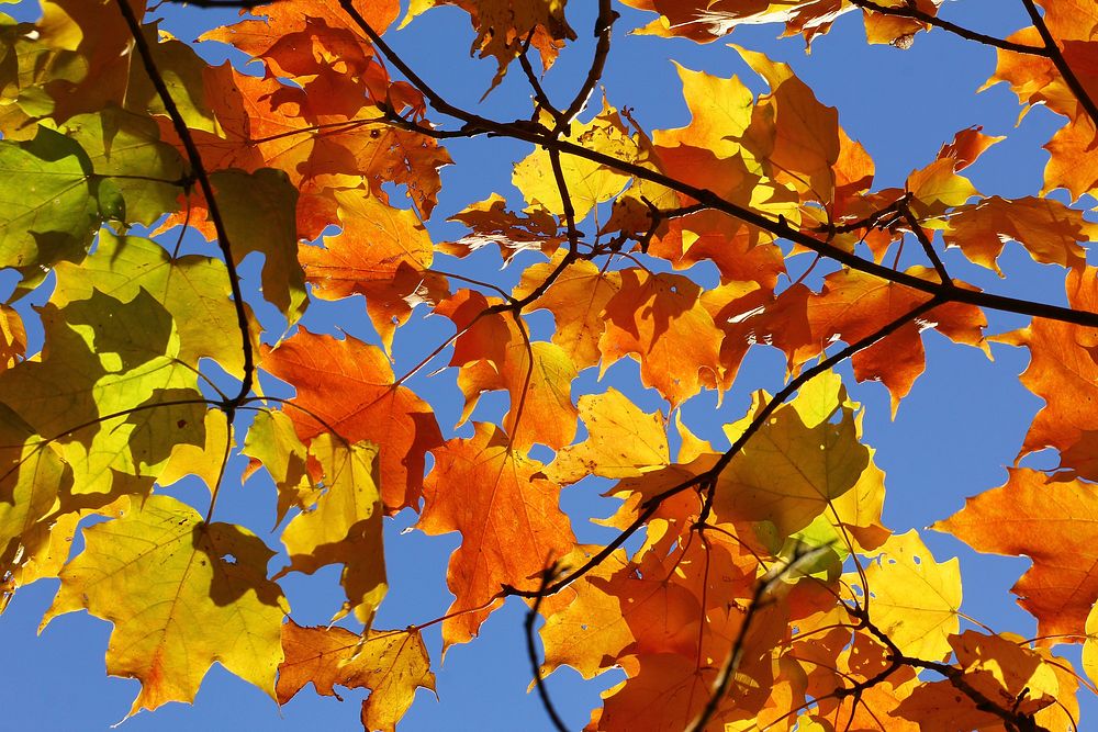 Maple leaf, Autumn seasonal background. Free public domain CC0 photo.