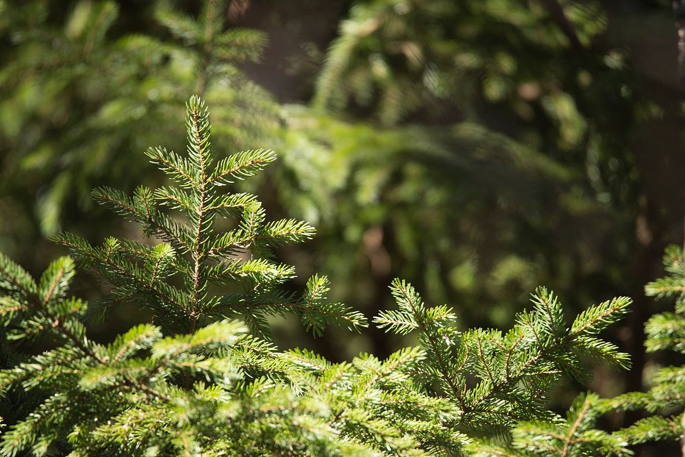 Aesthetic spruce tree background. Free public domain CC0 photo.