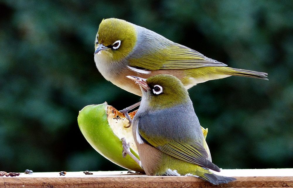 The silvereye or wax-eye (Zosterops lateralis) is a very small omnivorous passerine bird of the south-west pacific.