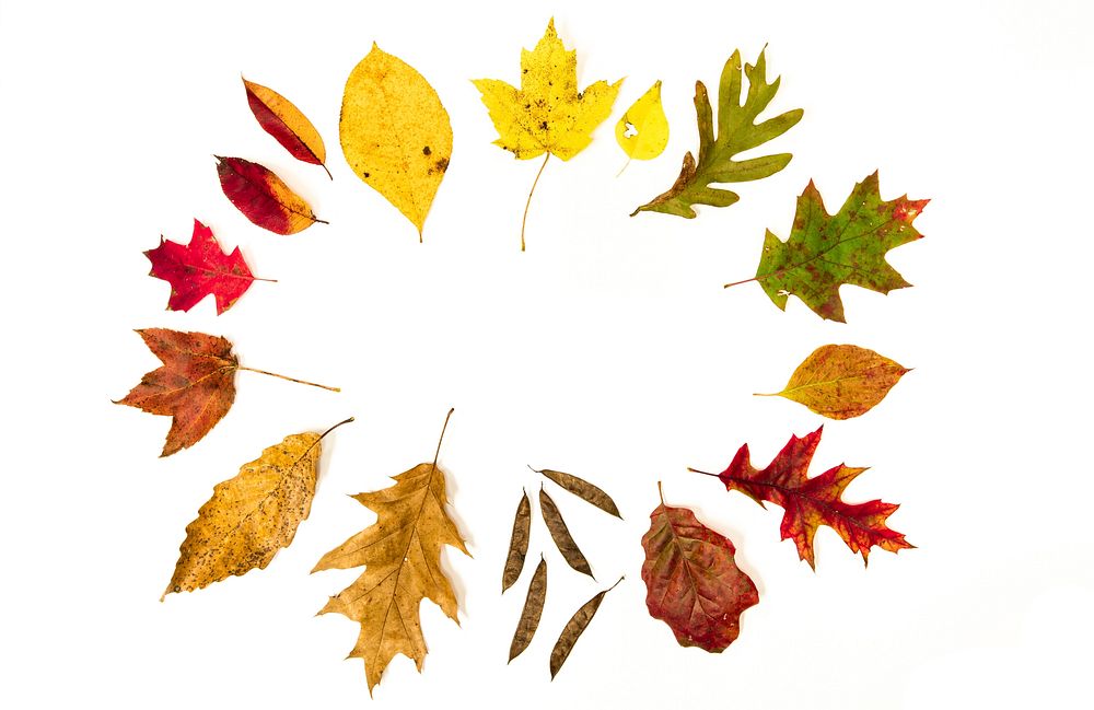 Maple leaf, Autumn aesthetic. Free | Free Photo - rawpixel