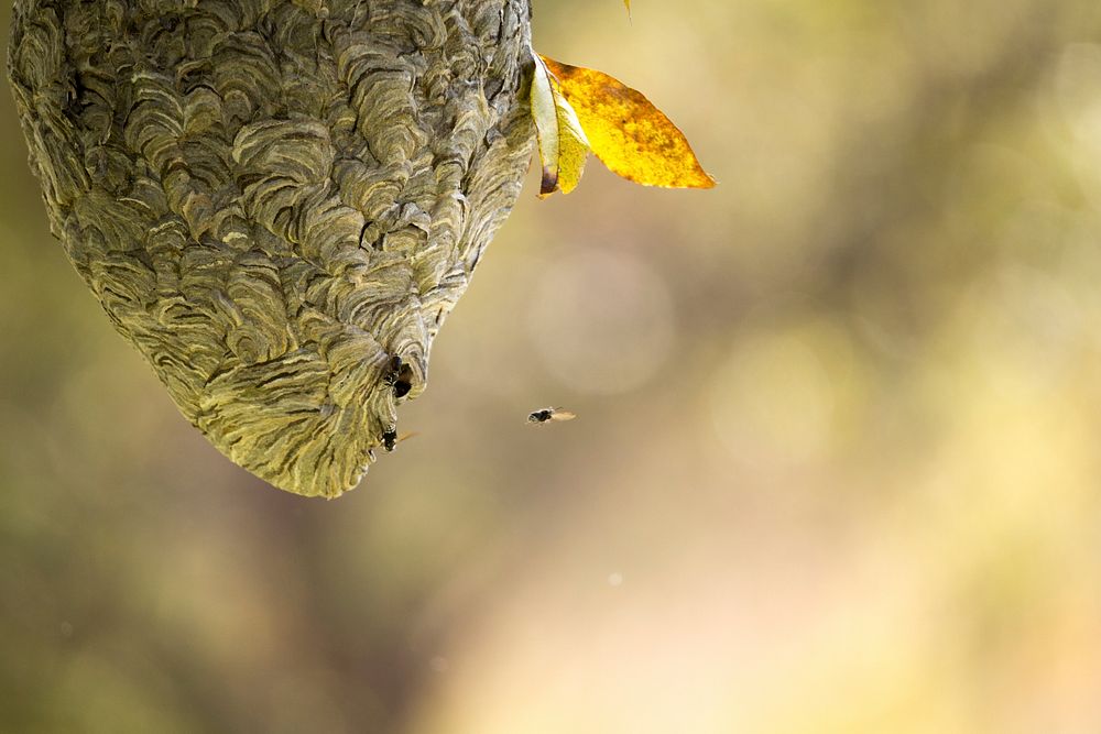 Wasps nest background. Free public domain CC0 photo.