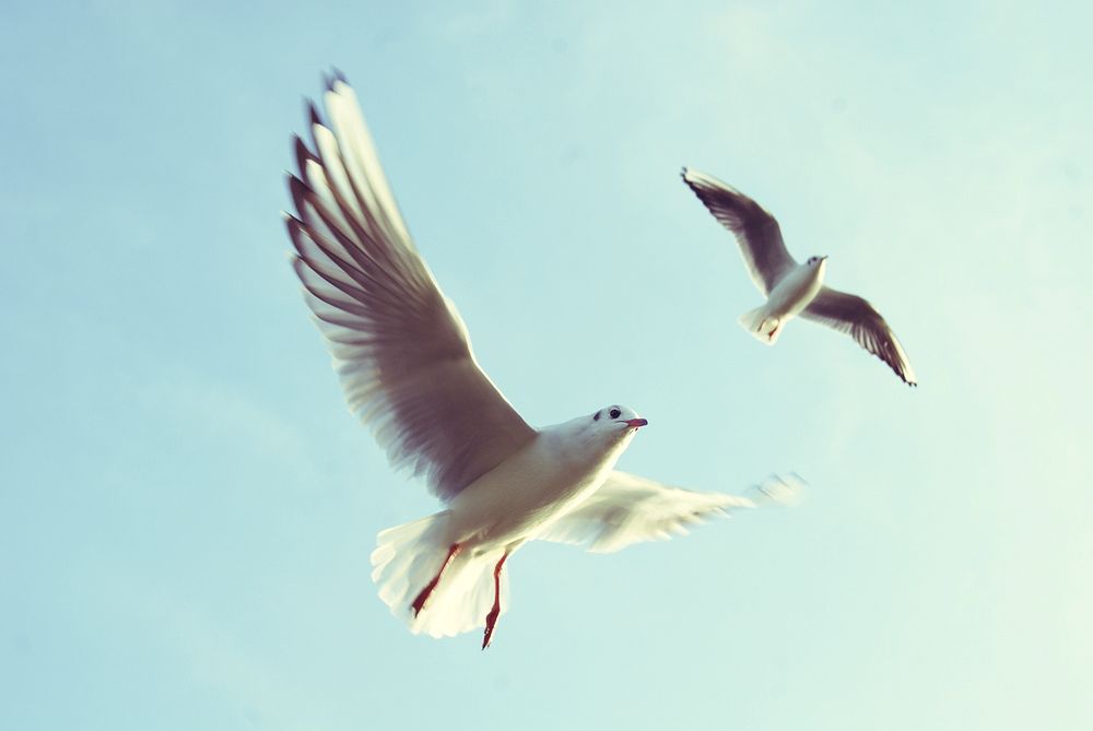 Free 2 gulls flying in the sky image, public domain animal CC0 photo.