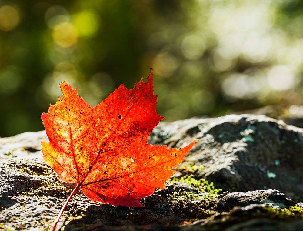 Maple leaf background, Autumn aesthetic. Free public domain CC0 photo.