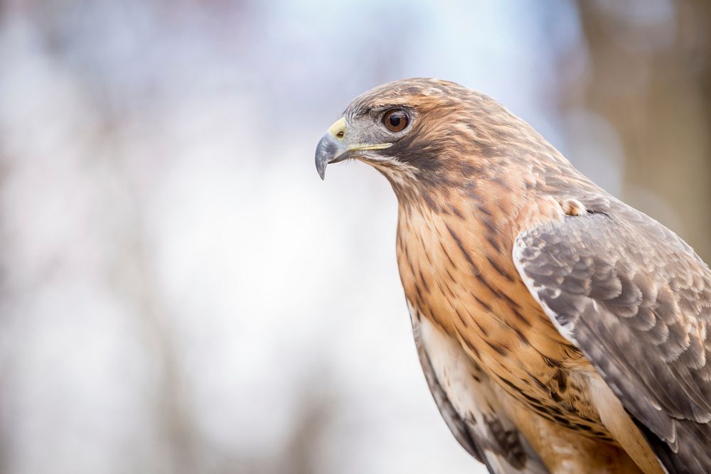 Red-tailed hawk. Free public domain CC0 photo.
