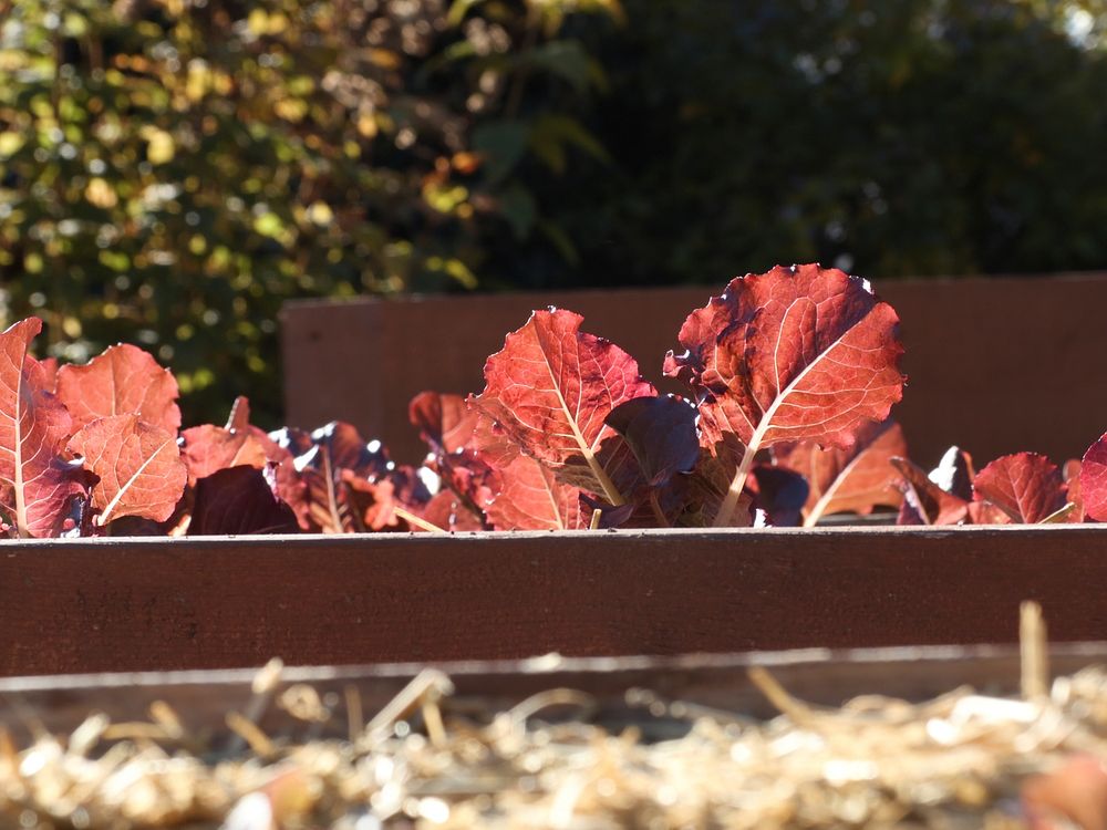 Red leaf lettuce growing in the U.S. Department of Agriculture (USDA) People's Garden, on Friday, October 30, 2015, in…
