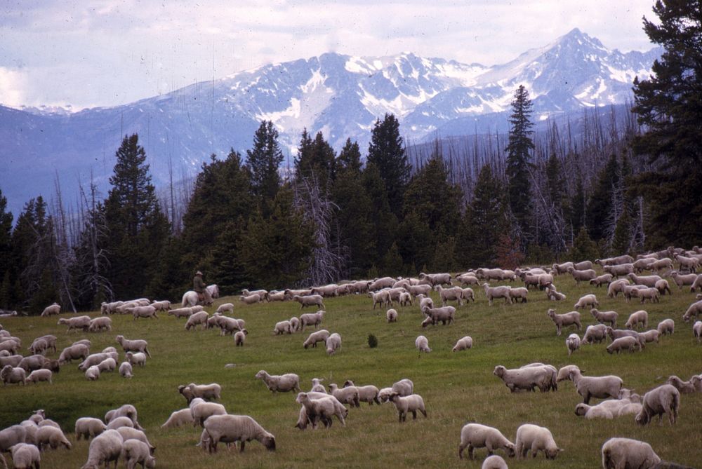 Sheep grazing on FS landGifford Pinchot National Forest Historic Photo. Original public domain image from Flickr