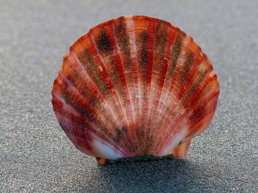 Scallops have up to 100 eyes around the edge of their mantles. These respond to light and dark allowing them to detect…