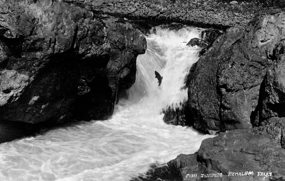 Nehalem Falls with Salmon Jumping, ORSiuslaw National Forest Historic Photo. Original public domain image from Flickr