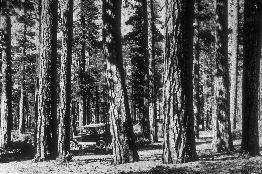 Model T goes thru forestSiuslaw National Forest Historic Photo. Original public domain image from Flickr