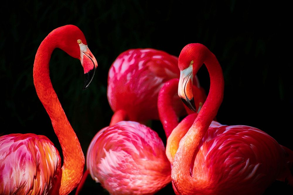 Free pink flamingos in black background photo, public domain animal CC0 image.