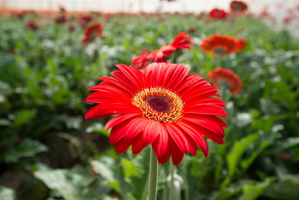 Red daisy background. Original public domain image from Flickr