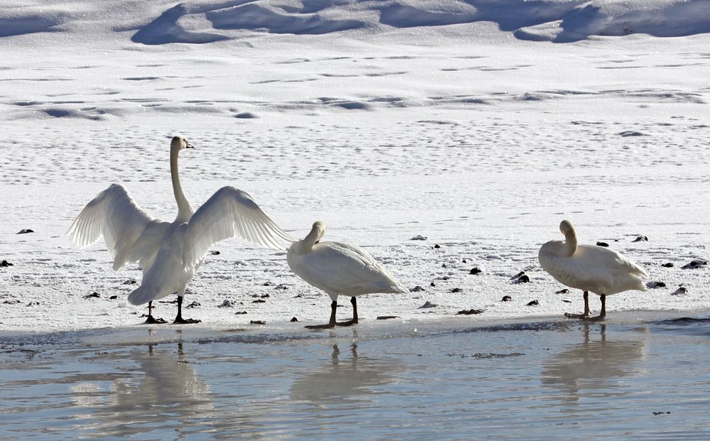 Trumpeter swans along the Yellowstone River in Hayden Valley by Diane Renkin. Original public domain image from Flickr