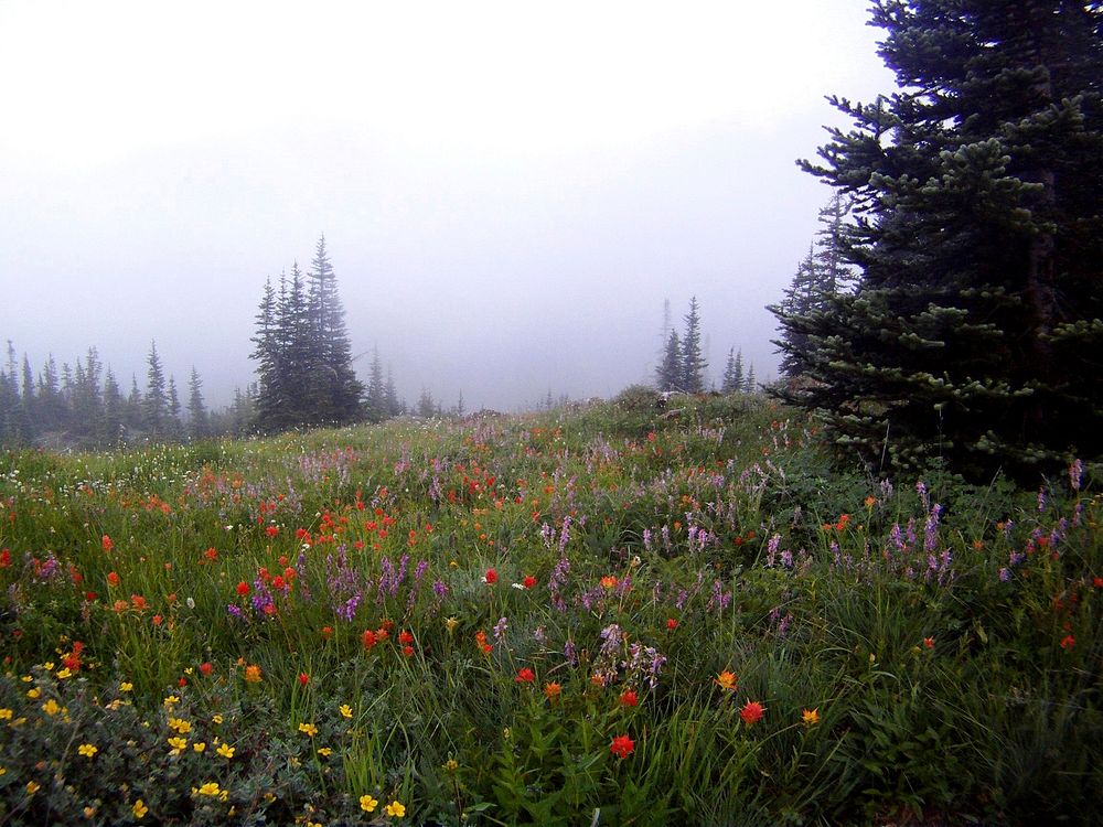 Wildflowers in the High Country. Original public domain image from Flickr