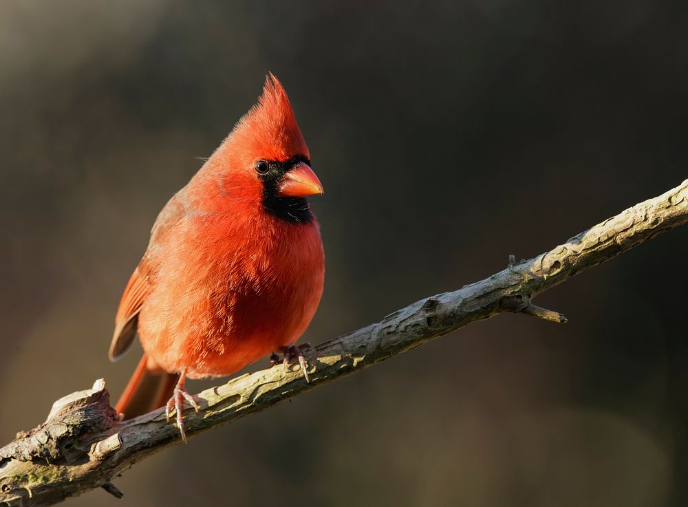 Male northern cardinal bird. Free public domain CC0 photo.