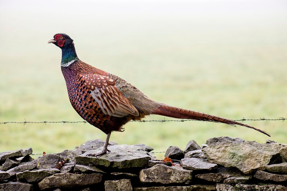 Pheasant background. Original public domain image from Flickr