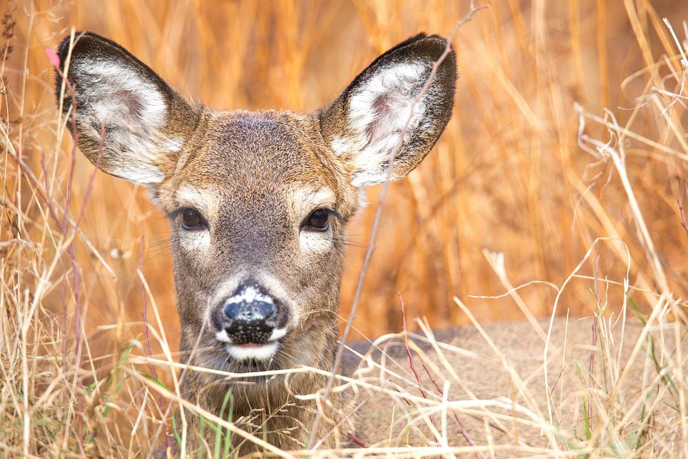 White tailed deer, animal background with face closeup. Free public domain CC0 photo.