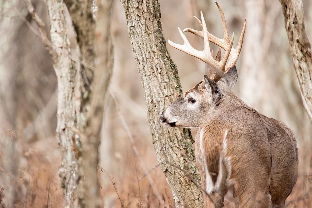 White tailed deer, animal background. Free public domain CC0 photo.