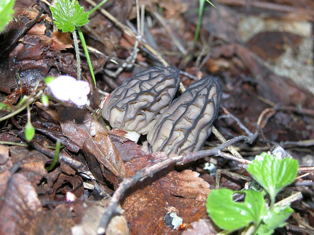 Fungus - Morel. Original public domain image from Flickr