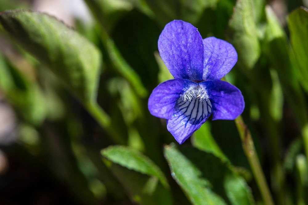 Early Blue Violet - Viola adunca. Original public domain image from Flickr