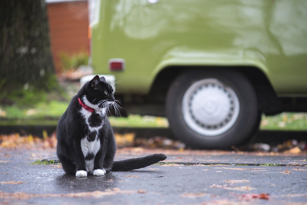 British shorthair black cat image, free public domain CC0 photo.